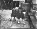 Image of Young musk-ox aboard (Shannon or Maureen)